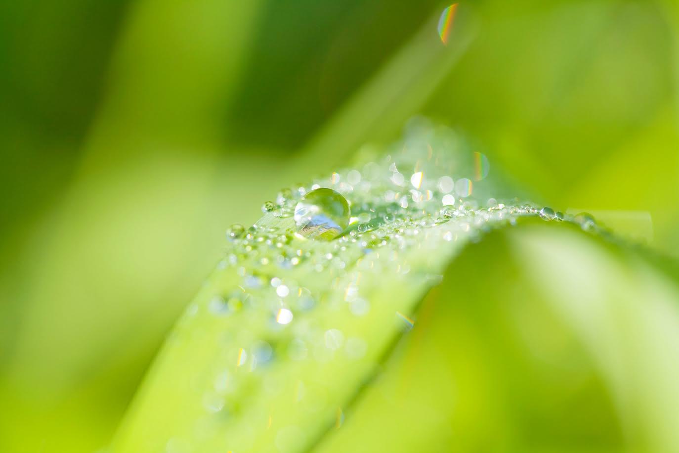 植物と朝露の画像